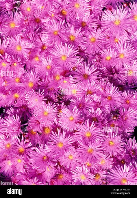 Pink Ice Plant Flower Blossoms Stock Photo Alamy