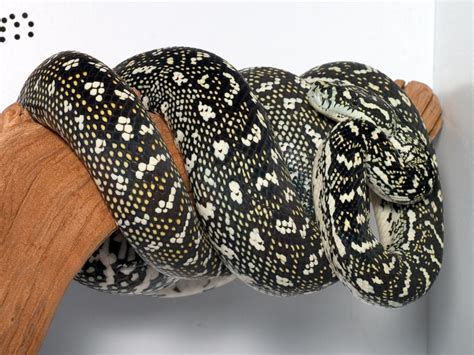 Luv This Hybrid 75 Diamond X Jungle Aussie Pythons And Snakes