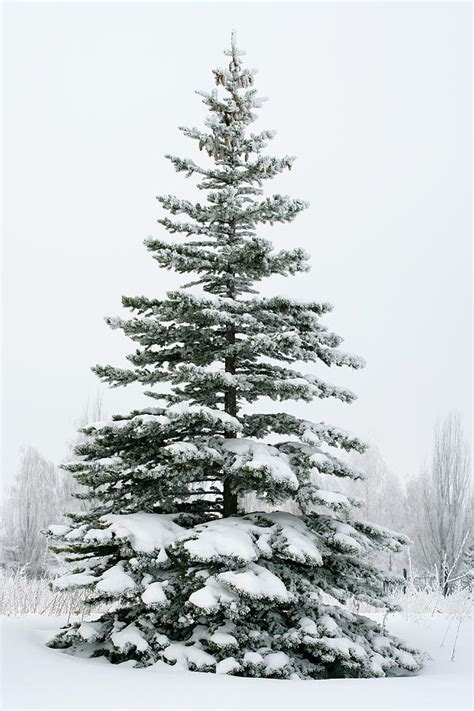 A Fir Tree Covered In Snow Outside By Viorika