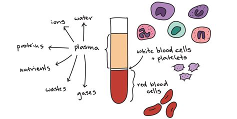 Blood Components Definition Functions