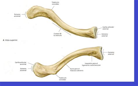 Ayudantias De Anatomia Osteologia De Clavicula