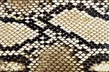 Piel de serpiente pitón: fotografía de stock © Paulpaladin #80185392 ...