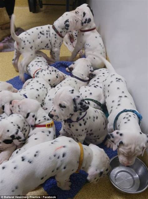 Dalmation Breaks Record For Largest Litter With 18 Puppies Daily Mail