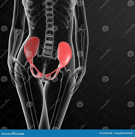 3d Render Female Hip Bone Stock Illustration Illustration Of Medical