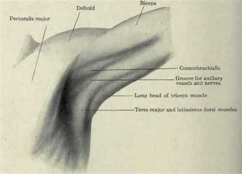 Top Photos In Axilla Anatomy