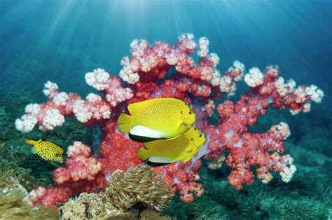 Tropical Coral Reef Fish Photograph By Georgette Douwma Fine Art America