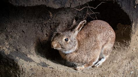 How To Stop Rabbits From Digging Holes Around Your Yard And Garden