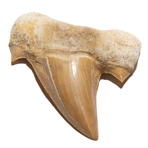 Kalifano Authentic Moroccan Fossil Shark Tooth A Prehistoric Treasure