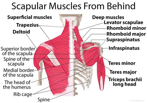 Pain in the shoulder and chest when trying to reach behind the body. Scapula-shoulder-blade-muscles-behind - True Form Chiropractic