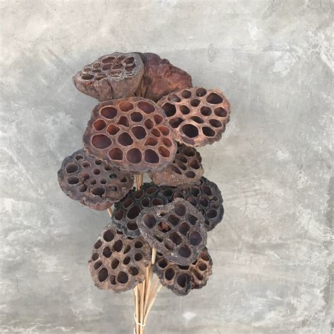 Lotus Pods Dried Flowers Dried Lotus Pods Wedding Flowers Home Decor 18 To 20 Tall Etsy