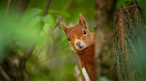 Eurasian Red Squirrel Hd Squirrel Wallpapers Hd Wallpapers Id 51434