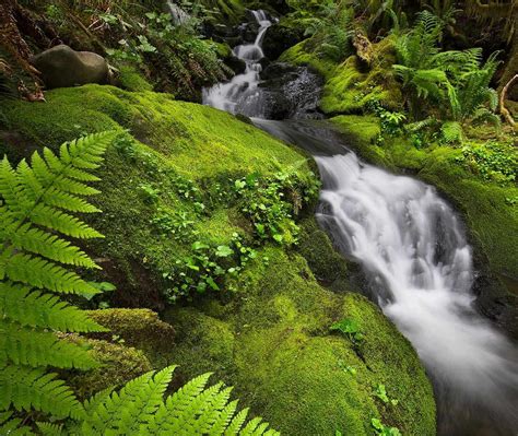 Rainforest Moss Bing Wallpaper Download