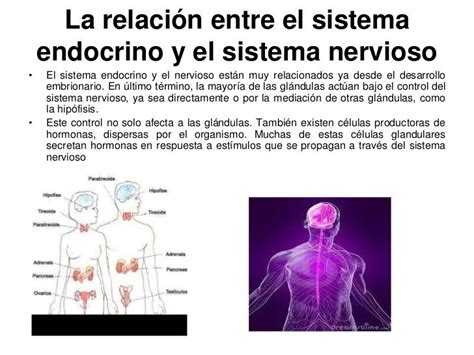 Relacion Entre Los Sistemas Nervioso Y Reproductivo Mind Map Images