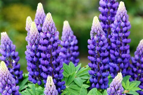 How To Grow Lupins Six Top Tips For These Cottage Favourites