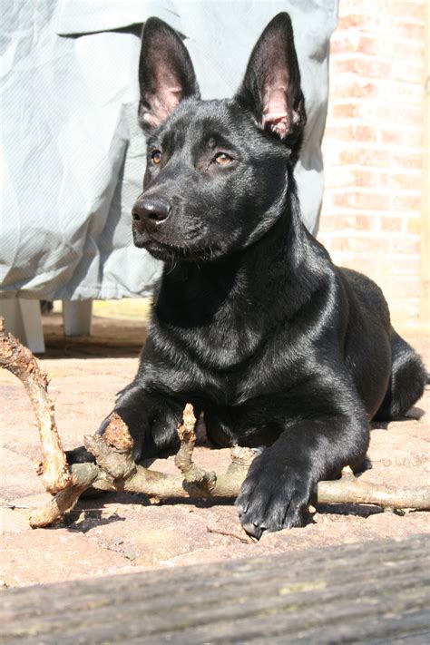 Black Malinois Puppy Looks Like My Girl Malinois Dog Belgian