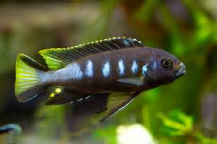 Above is a young 2 inch (5 cm) male Pseudotropheus elongatus "Chewere"