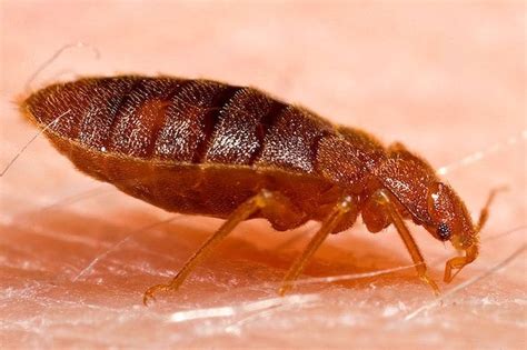 9 Bugs That Look Like Bed Bugs Lawnstarter