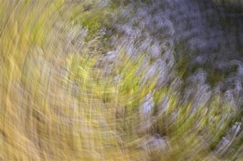 Spring Blurred Flowers Abstract Motion Blur Effect Stock Photo Image