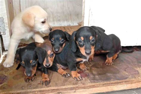 Check spelling or type a new query. Labrador and Dachshund puppy for sale | Sri Lanka ikman ...