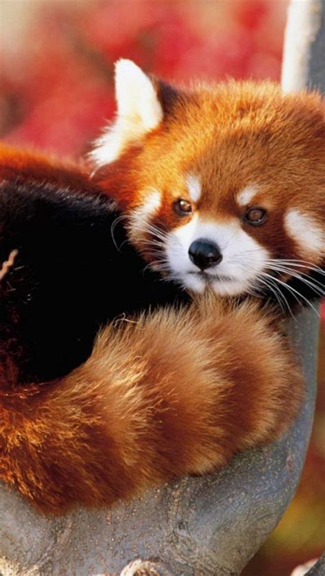 A Red Panda More Closely Related To A Raccoon Than A Bear