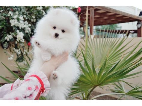 Champion Bloodline Pomeranian Puppies Dubai Sellerae Sell It