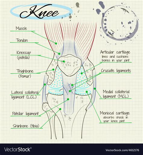 Structure Of The Human Knee Royalty Free Vector Image