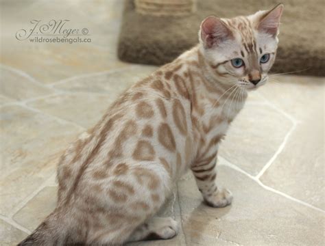 The easiest comparison to make is that a cat sees the world similar to how someone who's colorblind would see it. Bengal Info