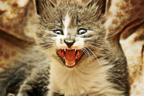 Imágenes Graciosas De Gatos Endemoniados Para Facebook Mil Recursos