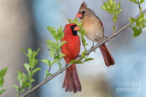 Northern Cardinal Pair In Spring Photograph By Bonnie Barry Fine Art