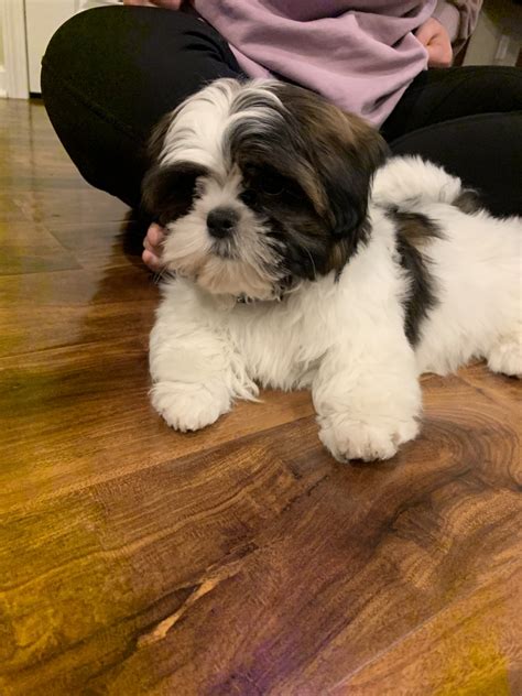 Shih Tzu Puppies For Sale Rochester Ny 325057
