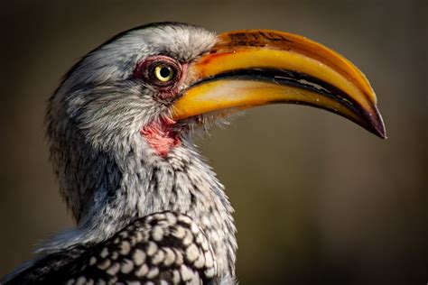 Nkorho African Hornbill Smithsonian Photo Contest Smithsonian Magazine