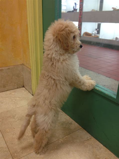 This page will give you some great tips on how to train your new doodle puppy. Mini goldendoodle. I'm in love | animalss :) | Pinterest | Mini goldendoodle, Minis and Doodles