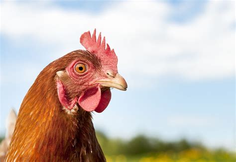 Doyan Kepala Ayam Meski Enak Tapi Bisa Berbahaya Berita Maluku Utara