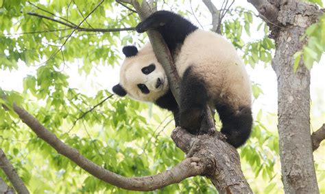 Negotiations Over Return Of Female Giant Panda Fu Bao In South Korea