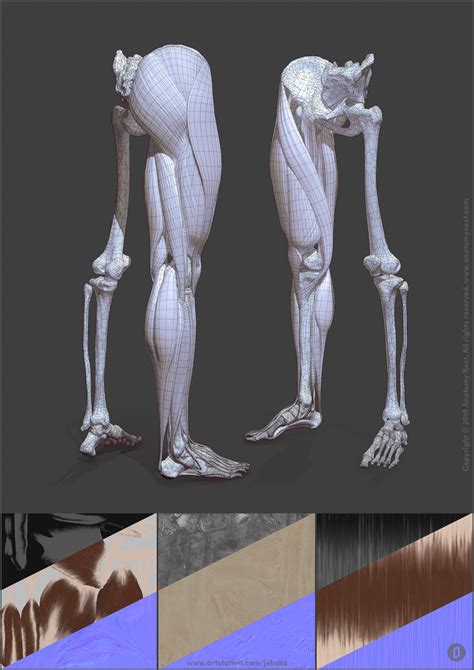ArtStation Leg Anatomy Jekabs Jaunarajs Leg Anatomy Anatomy