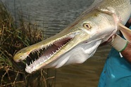 This is the Alligator Gar fish. The largest one ever caught was 8 1/2 ...