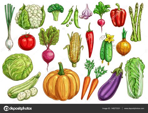 Vegetables Isolated Sketch Set With Fresh Veggies — Stock Vector
