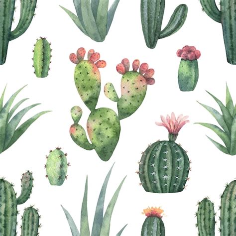 Premium Vector Watercolor Seamless Pattern Of Cacti And Succulent