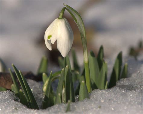 Information About Snowdrops And When To Plant Snowdrop Flower Bulbs