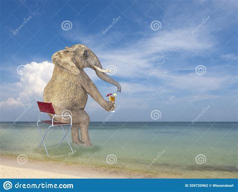Funny Elephant Beach Drink Travel Ocean Sea Stock Photo Image Of