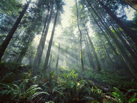 1366x768 Resolution Low Angle Photography Of Green Forest With Sun