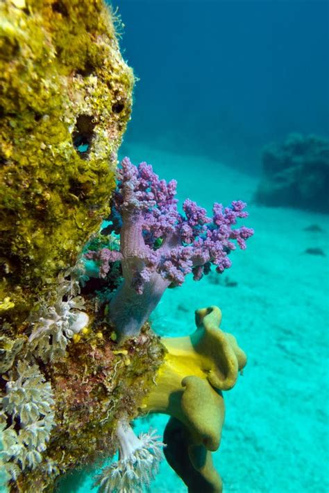 Coral Reef With Soft Corals On The Bottom Of Red Sea Stock Image