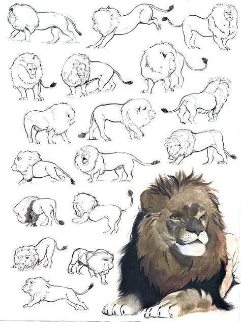 Pin By Stariboy On Drawing Tips In 2020 Animal Drawings Animal