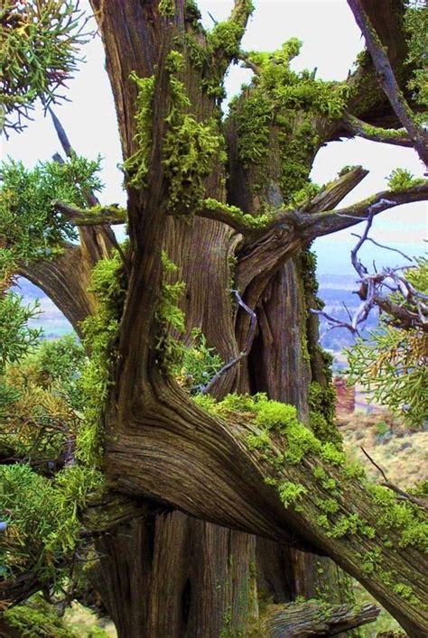 Bonsai Landscape Photography Nature Photography Weird Trees Nature