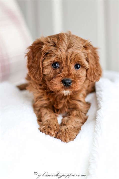 Below you will find virginia teacup breeders, virginia beach goldendoodle puppies northern virginia papillon puppies virginia puppies for sale virginia mn puppies lebanon va pets shop. Cavapoo Puppies For Sale Northern Virginia - Animal Friends