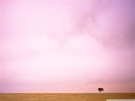 91 Pink Sky Wallpapers On Wallpapersafari