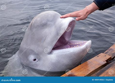 Friendly Beluga Whale Shows Its Head From Underwater Open Mouthed Stock