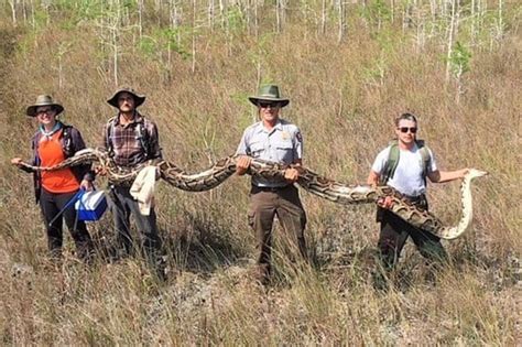 Biggest Python Ever Snake Found In Florida Everglades Had 73 Eggs