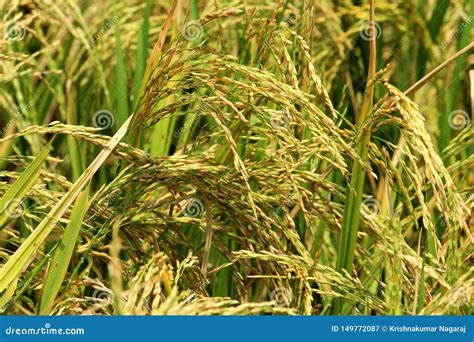 Closeup Shot Of Rice Plant Ready For Harvest Stock Image Image Of