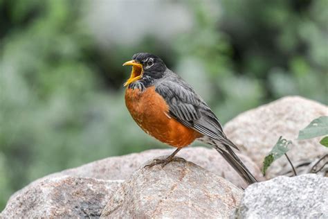 American Robin Michigan State Bird Singing A Song Large Etsy